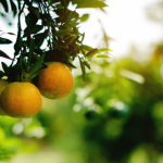 João Eustáquio De Almeida Junior apresenta os fundamentos da agricultura orgânica, destacando seus benefícios, princípios e os principais desafios do setor.