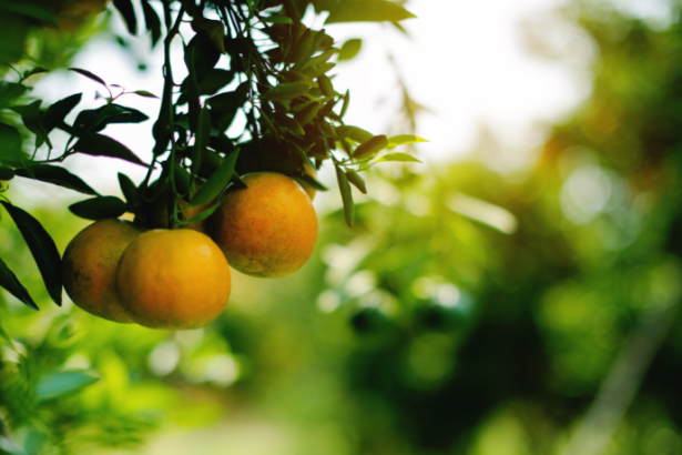 João Eustáquio De Almeida Junior apresenta os fundamentos da agricultura orgânica, destacando seus benefícios, princípios e os principais desafios do setor.