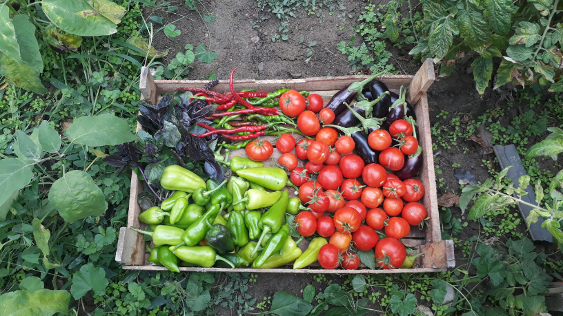 Entenda o conceito de agricultura orgânica, suas vantagens e desafios com a visão de João Eustáquio De Almeida Junior aplicada ao cenário atual do setor.